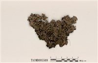 藏品(白腹緣網裂梅衣)的圖片